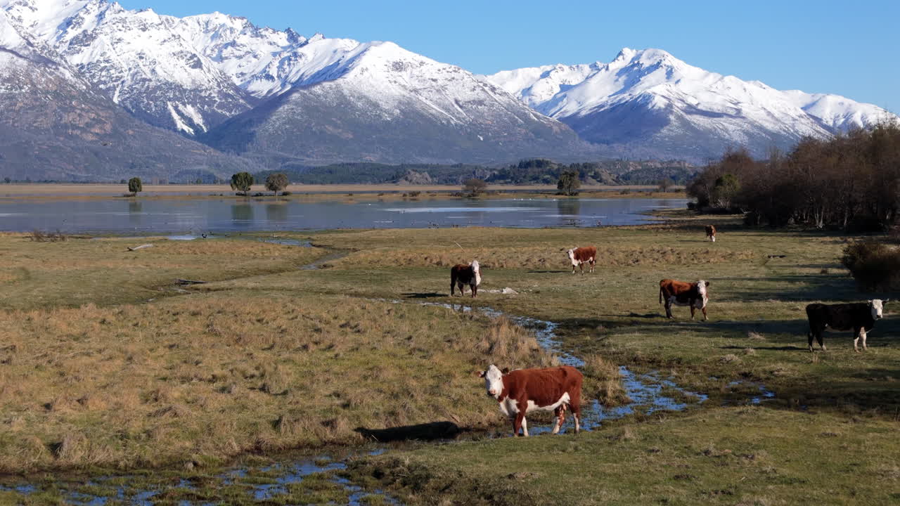 Cows grazing peacefully by a serene lake with the snow-capped Andes Mountains creating a breathtaking backdrop in Trevelin, Chubut Province, Argentina, drone pulling out