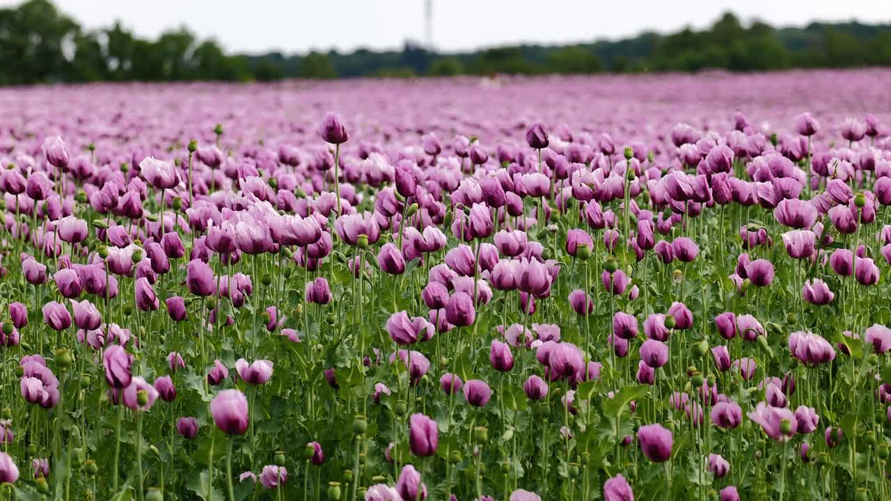 A field full of purple poppies near Erlenbach in Germany, Europe.
