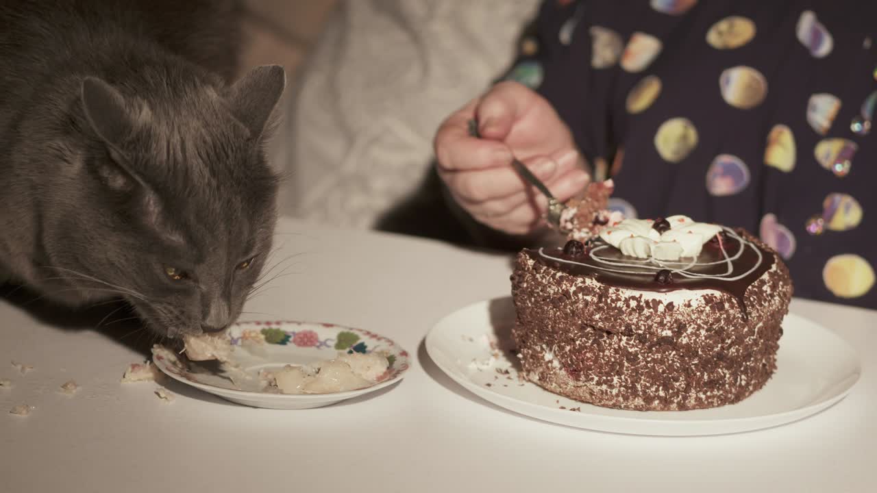 Elderly woman with her cat at the table eating together in front of TV at night