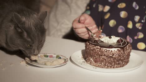 elderly woman with her cat at the table eating together in front of tv at night