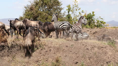 manada de cebras y gnues en la reserva de caza en la reserva nacional de maasai mara, kenia, áfrica oriental