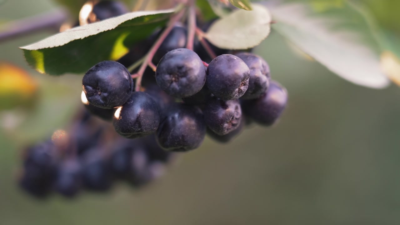 Primo piano di aronia matura su un ramo