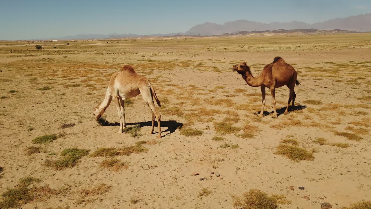 manada de camellos caminan y comen hierba en el desierto arenoso en un día caluroso y soleado