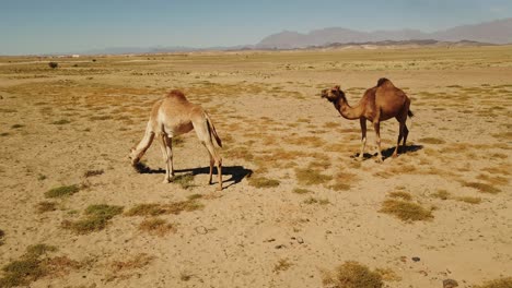 Herd-of-camels-walk-and-eat-grass-in-sandy-desert-on-hot-sunny-day