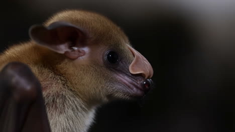 close-up of a bat