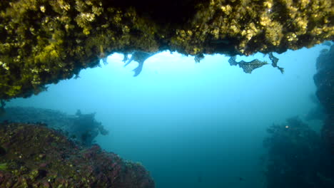 curious grey seal underwater coming to check us out.