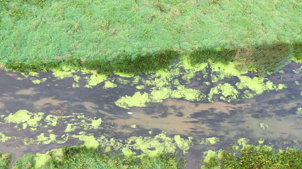 Aerial Top View of River with Green Algae and Birds