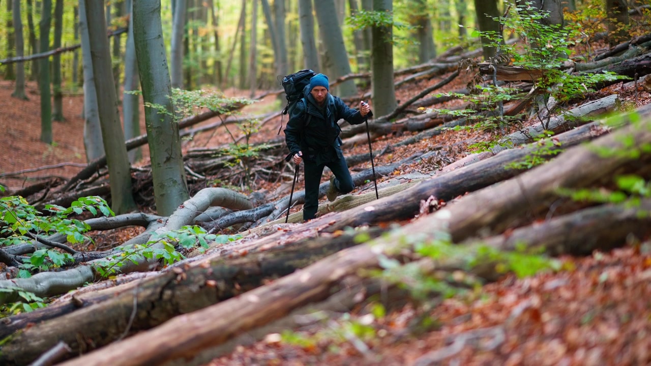 Hiker with Backpack and Trekking Poles Walking Uphill in Autumn Forest