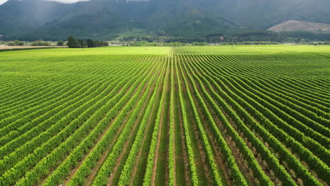 tilt up shot over green wine fields on north of south island in new zealand on a cloudy day