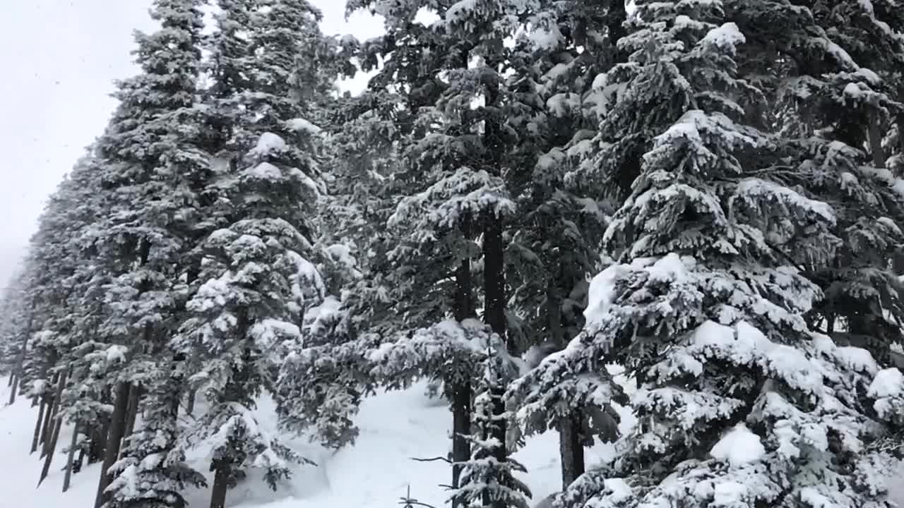 Slow-motion aerial snowfalls while slowly moving down a snow-covered stand of fir trees, Powder Mountain, Utah