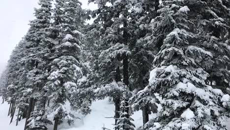 Nevadas-Aéreas-En-Cámara-Lenta-Mientras-Se-Mueve-Lentamente-Por-Un-Puesto-De-Abetos-Cubierto-De-Nieve,-Montaña-De-Polvo,-Utah