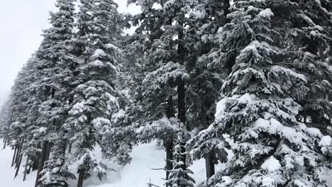 nevadas aéreas en cámara lenta mientras se mueve lentamente por un puesto de abetos cubierto de nieve, montaña de polvo, utah