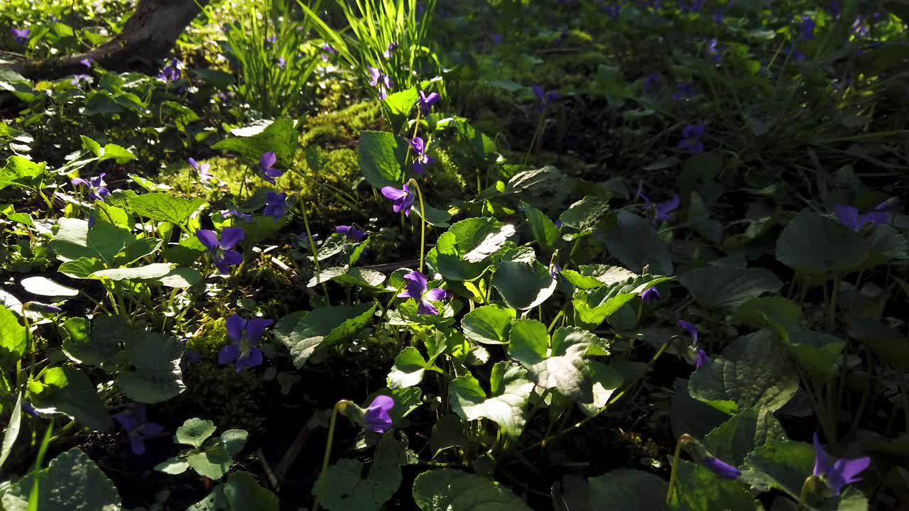 violetas salvajes de primavera en la luz del sol de la mañana dolly