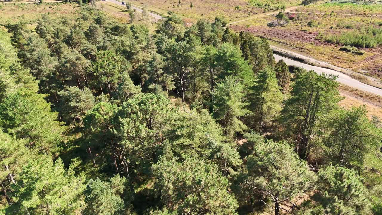 Slow forward Drone flight over the treetops of vivid green fir trees and heathland of Wareham Forest Dorset in bright sunlight on Summer Day