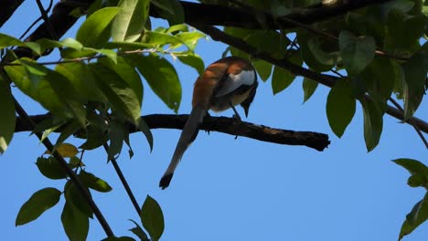 Treepie-Rufo-Escalofriante-En-El-árbol-Uhd-Mp4-4k-Viedo.