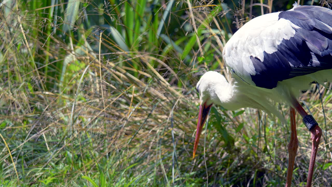 cámara lenta de caza y persecución de cigüeñas salvajes en plantas verdes durante la luz del sol