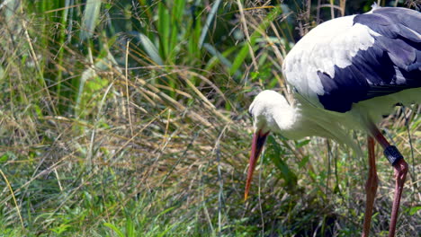 slow motion of wild stork hunting and chasing in green plants during sunlight