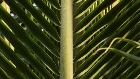 coconut tree leaf - green