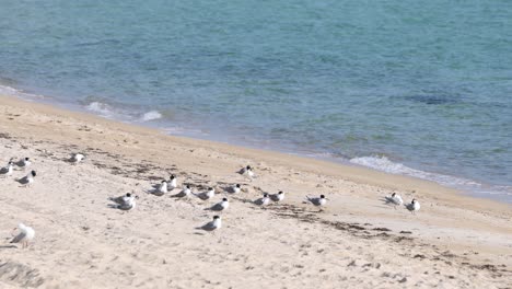 flock of seagulls resting on sandy beach