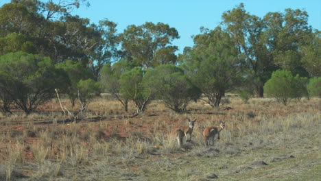 handheld pov out car window driving past two kangaroos on the side of the road, new south wales, australia
