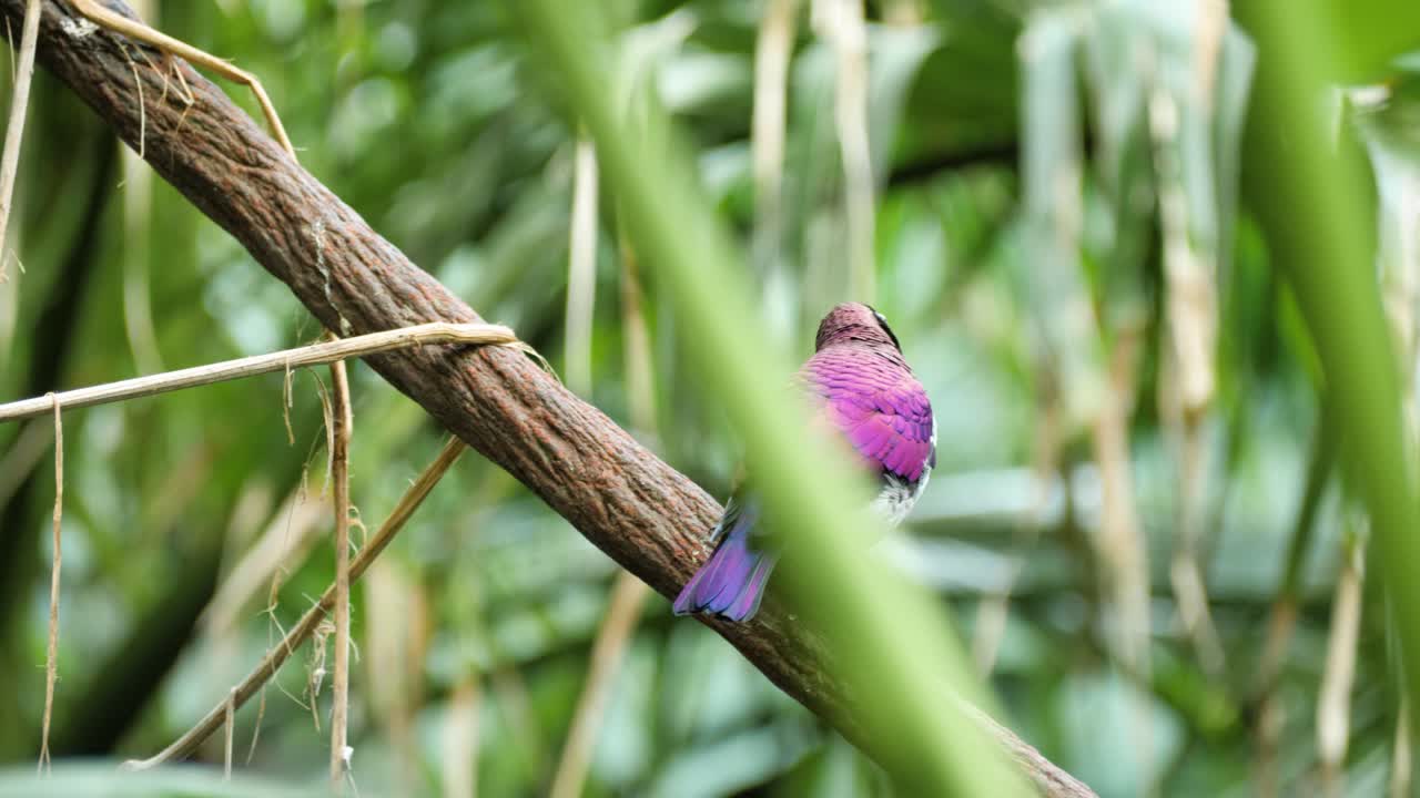 primer plano de estornino de lomo violeta macho colorido en la rama