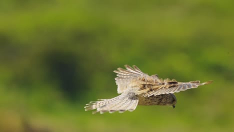 Eine-Nahaufnahme-Eines-Vogels,-Der-Unter-Dem-Starken-Windstrom-Auf-Seinen-Flügeln-Balanciert