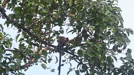 Tail-down-as-seen-from-its-back-foraging-for-some-delicious-jungle-fruits,-Three-striped-Palm-Civet-Arctogalidia-trivirgata,-Thailand