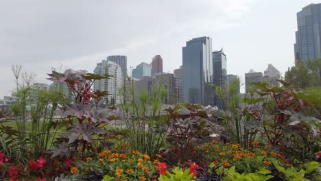 Flowers-in-the-city-close-up-pan-Rockies-Calgary-Canada