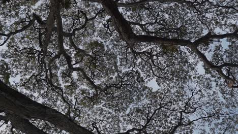 looking up at tree branches forming canopy