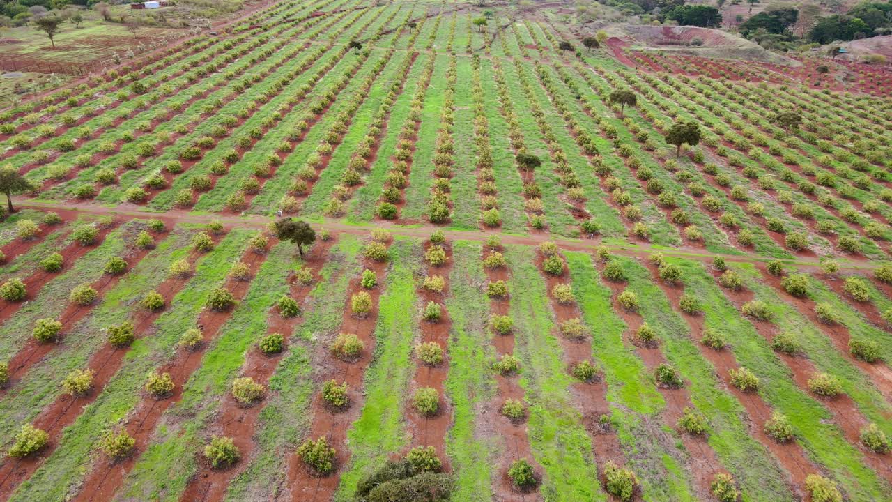 스마트 농업 기술 - 케냐 아보카도 농장의 공중 드론 보기