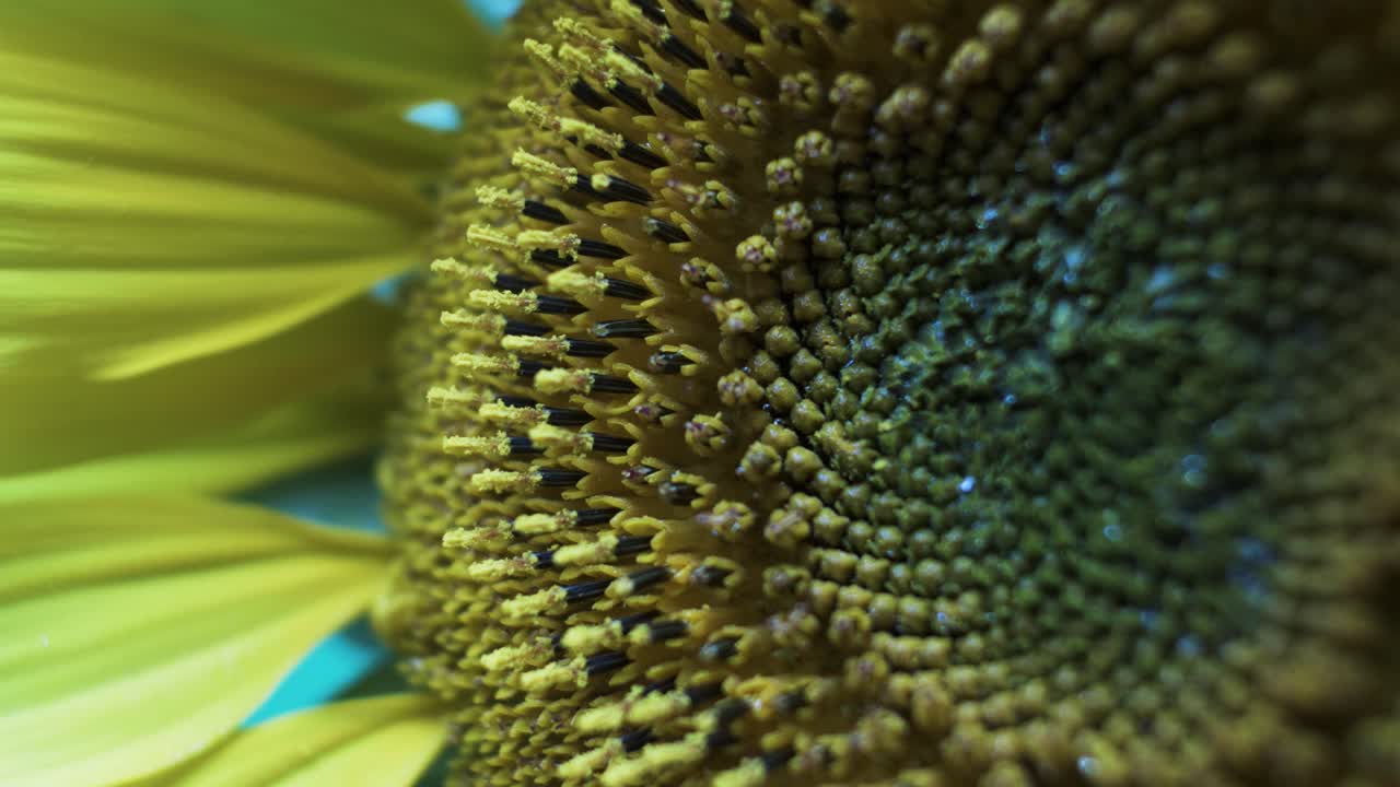 vista de cerca de las semillas de girasol