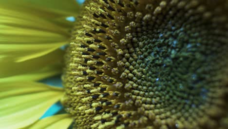 close up view of seeds of sunflower