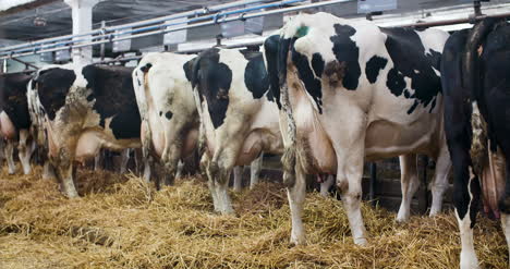 modern farm barn with milking cows eating hay cows feeding on dairy farm