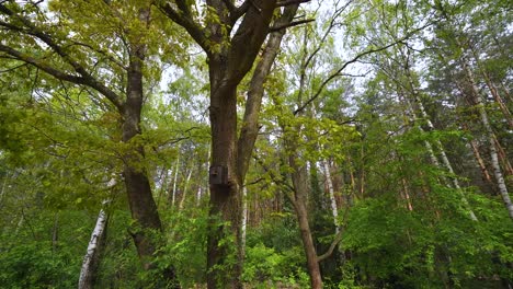 Small-wooden-birdhouse-on-a-tree-at-the-edge-of-the-woods-in-Europe