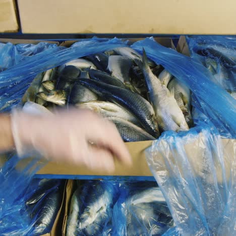 cajas de pescado congelado se almacenan en stock 1