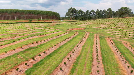 aérea baja hacia adelante de la plantación de café y la naturaleza verde en brasil