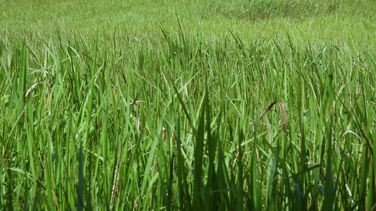 열대 및 아열대 아시아가 원산지이며 여러 국가에 도입된 다년생 풀