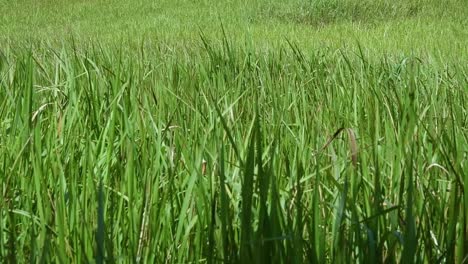 A-perennial-grass-native-to-tropical-and-subtropical-Asia-and-also-introduced-to-several-countries