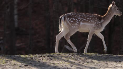 fallow deer running on forest ravine edge slomo side tracking shot