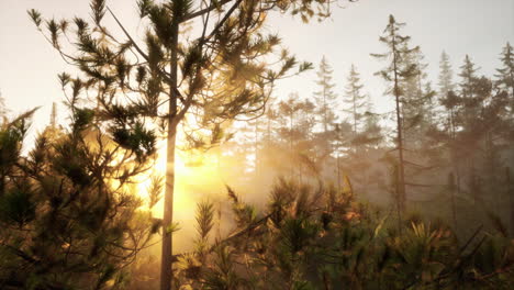 Puesta-De-Sol-O-Amanecer-En-Un-Bosque-De-Pinos-En-Primavera-O-Principios-De-Verano