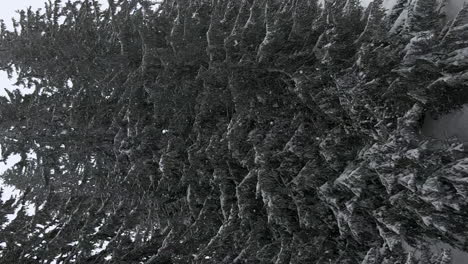 snow falling among evergreen trees, avoriaz ski resort, france