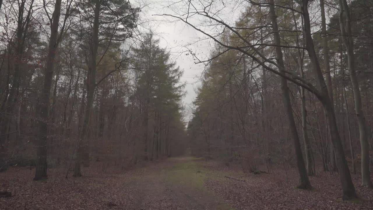 wide path in middle of forest in england uk during autumn session