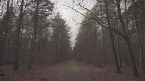 amplio camino en medio del bosque en inglaterra durante la sesión de otoño