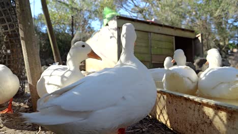 Vista-De-Cerca-De-ángulo-Bajo-De-Patos-Blancos-En-La-Granja