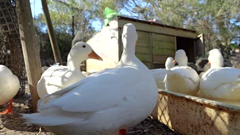 low angle close up view of white ducks at farm