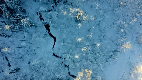 Drone-top-down-pan-follows-dark-outline-of-river-through-snow-covered-forest-and-evergreen-trees