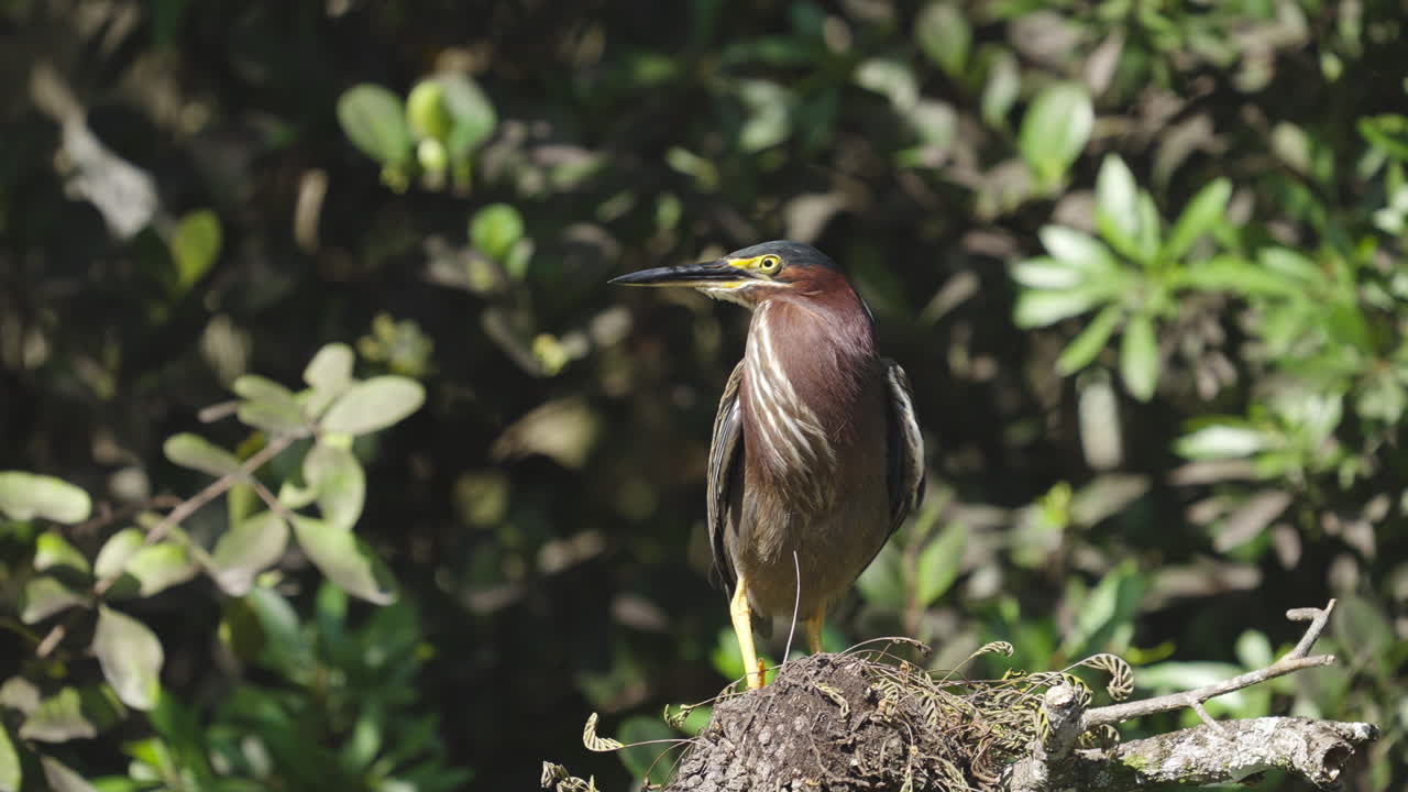 Green Heron Perched in Tree on Windy Day
