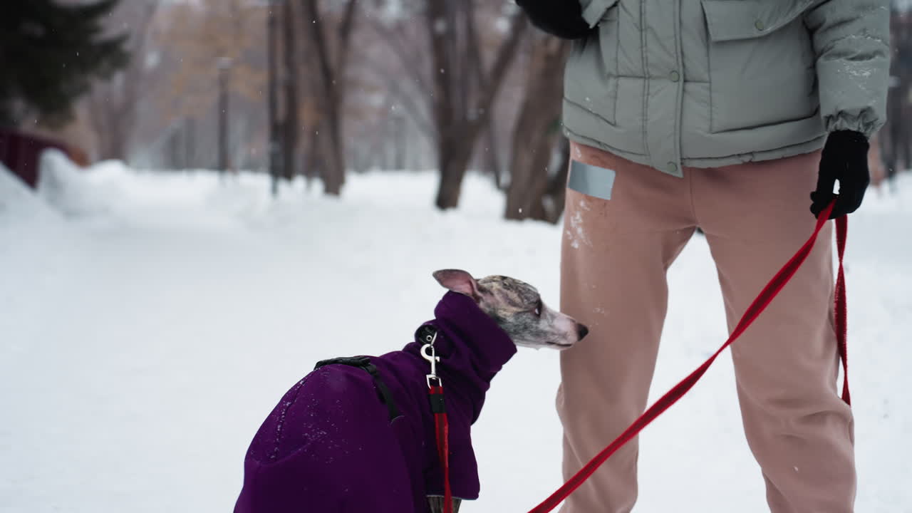 Dog owner standing in snowy park holding red leash while dog in purple coat stands on hind legs next to person s leg, winter scene with snow-covered path and trees in cold outdoor environment