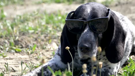 a hunting dog in black sunglasses