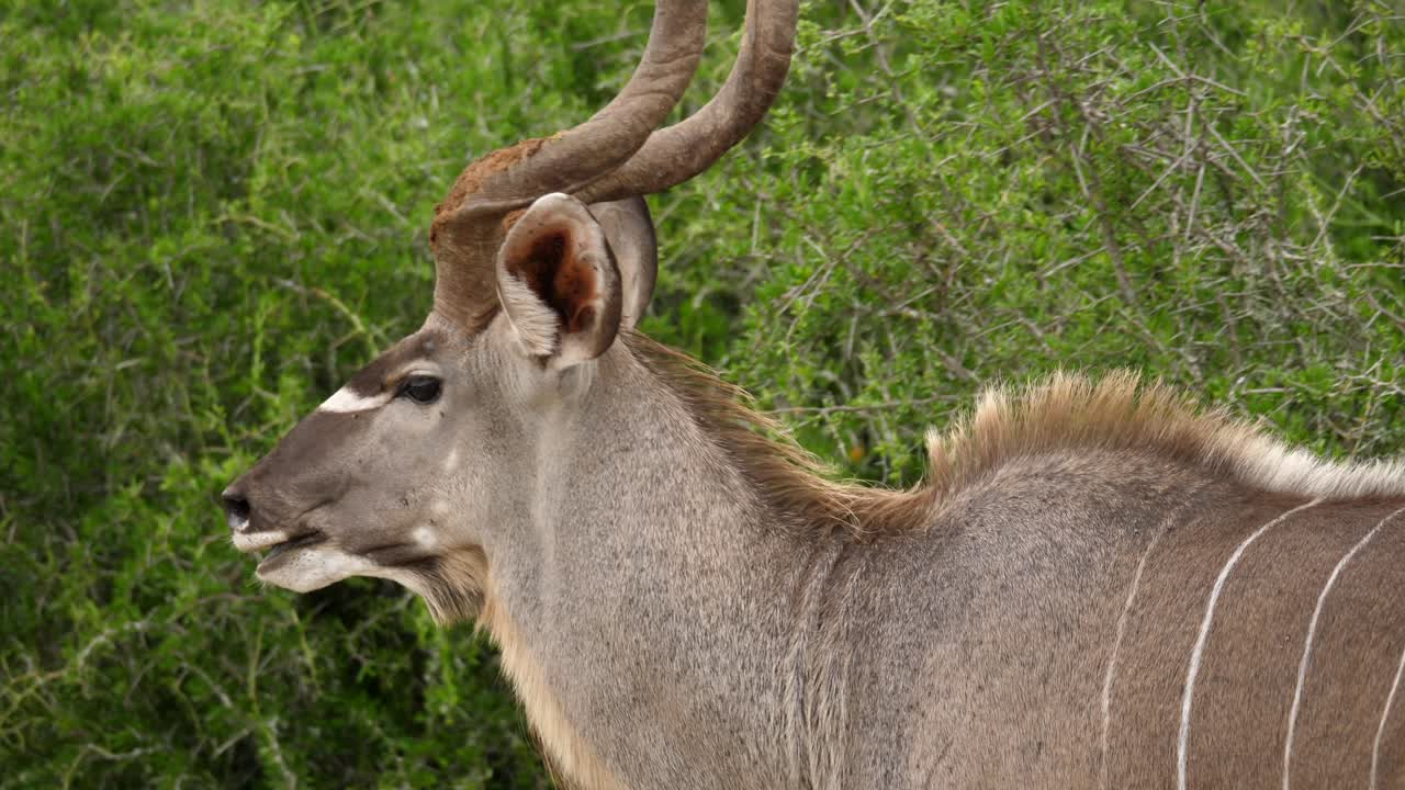 A large male Kudu with spiral horns grazing on green shrubbery and vegetation in Addo Elephant Park, South Africa